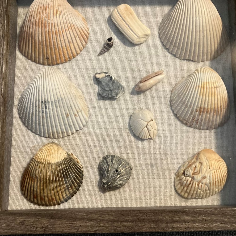 SEA SHELL SHADOW BOX